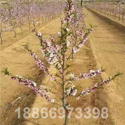 二年生冰糖蜜桃主幹形結果示範園