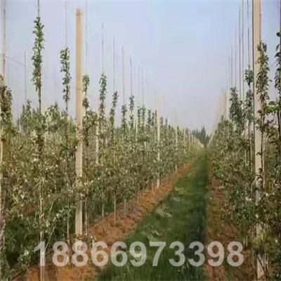 二年生水蜜桃蘋果結果