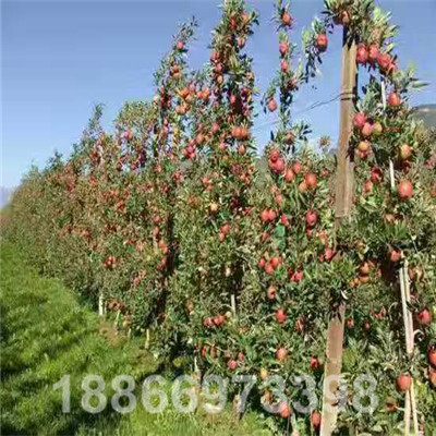 三年生自根砧國慶紅蘋果結果示範園