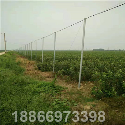 千畝果樹苗育苗基地