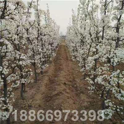 三年生柱狀梨結果示範園