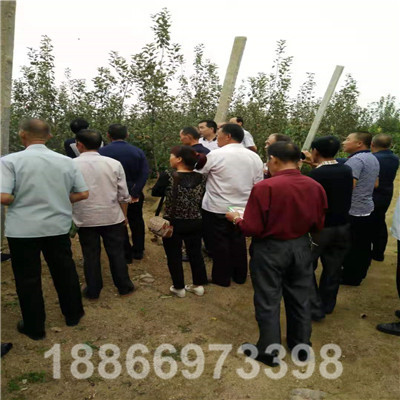 來基地看果訂苗的甘肅，湖北客戶