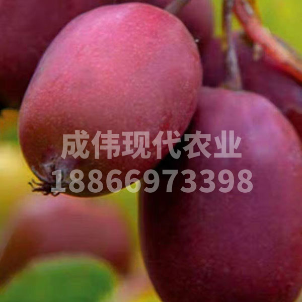 紅玉軟棗獼猴桃