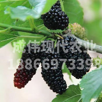 無籽大十果桑