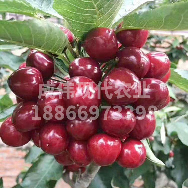 俄羅斯八號大櫻桃