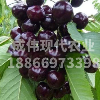 黑珍珠大櫻桃