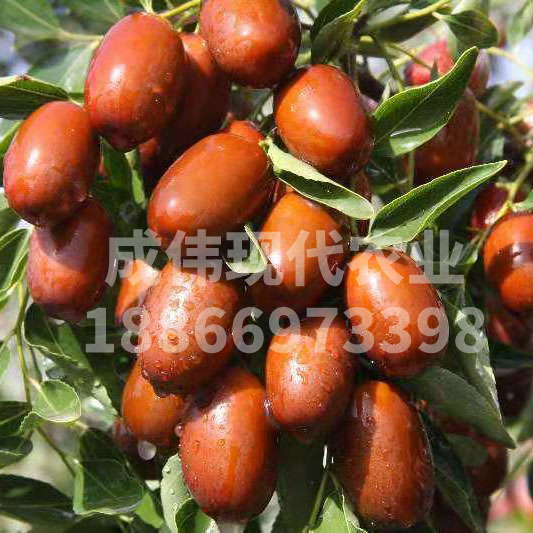 無核棗