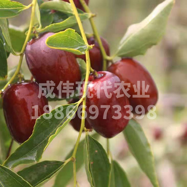 金絲蜜棗
