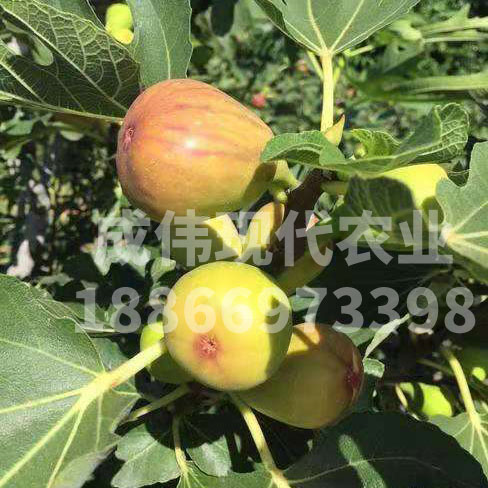 布蘭瑞克無花果
