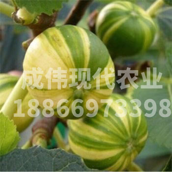 華麗無花果