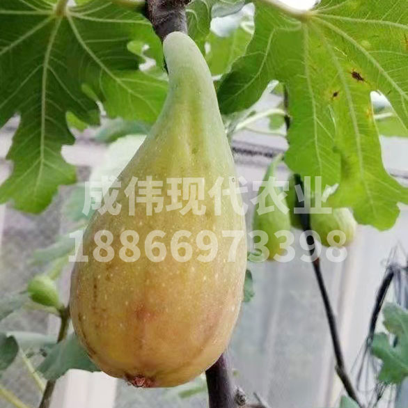 斯特拉無花果