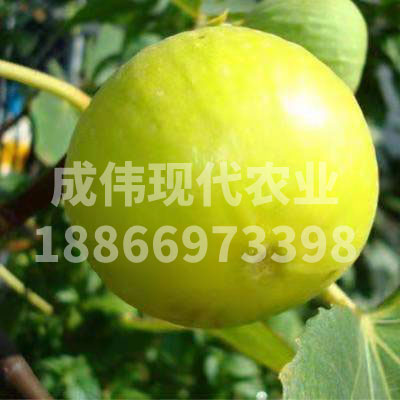 金傲芬無花果