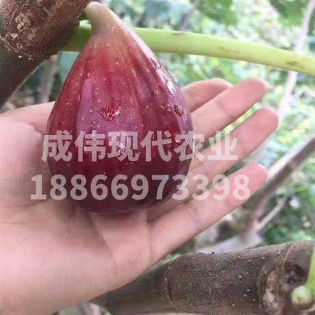 波姬紅無花果