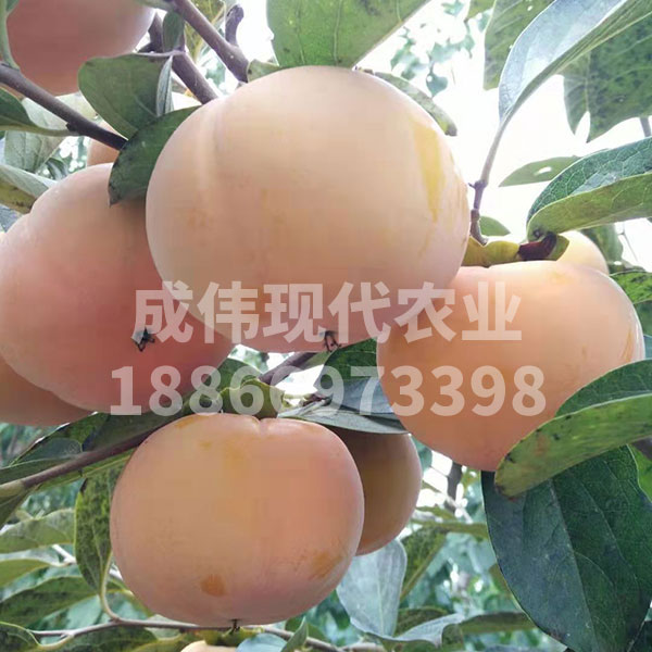 陽豐甜柿