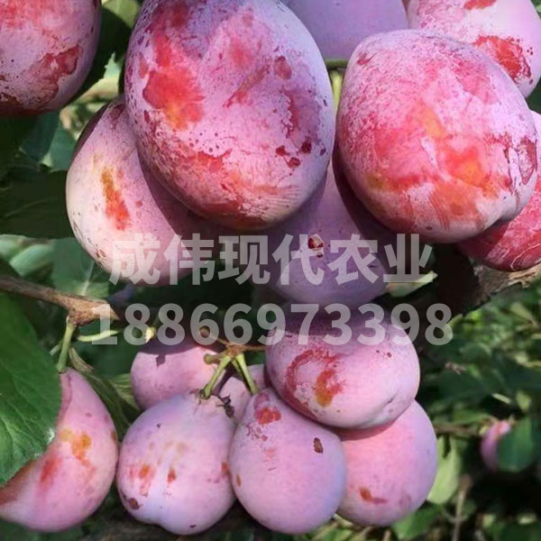 卯爺西梅