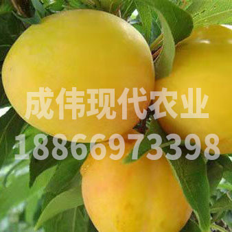 風味皇後杏李