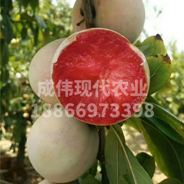 恐龍蛋杏李