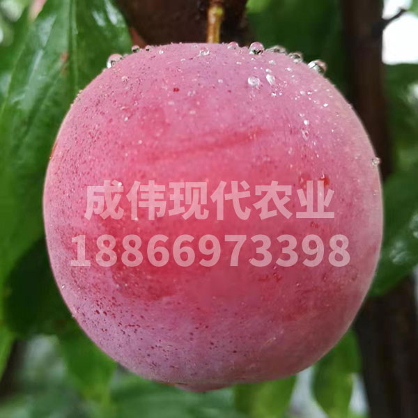 美國前衛李