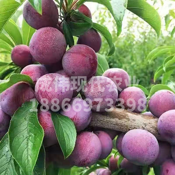 櫻桃李