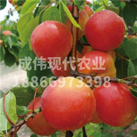 豐園紅杏