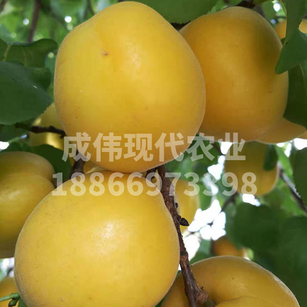滿園香蜜杏