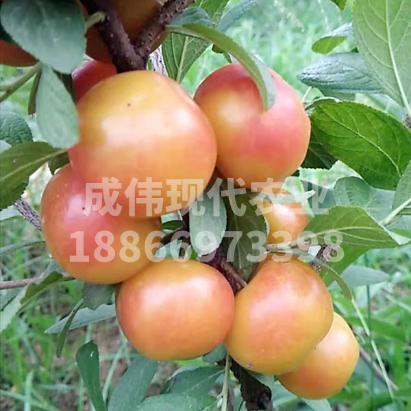 黃珍珠鈣果3號