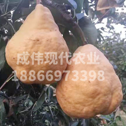 醜梨（盤克漢姆梨）