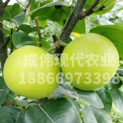 綠香蜜梨