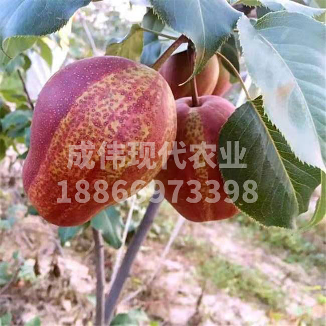 早酥紅梨（彩虹梨）