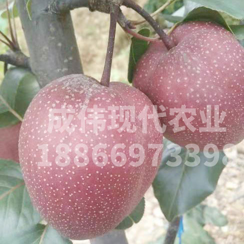 全紅梨