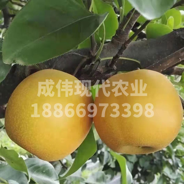 柱狀梨3號（黃香蜜梨3號）