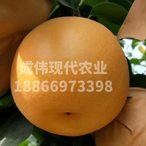 柱狀梨2號（黃香蜜梨2號）
