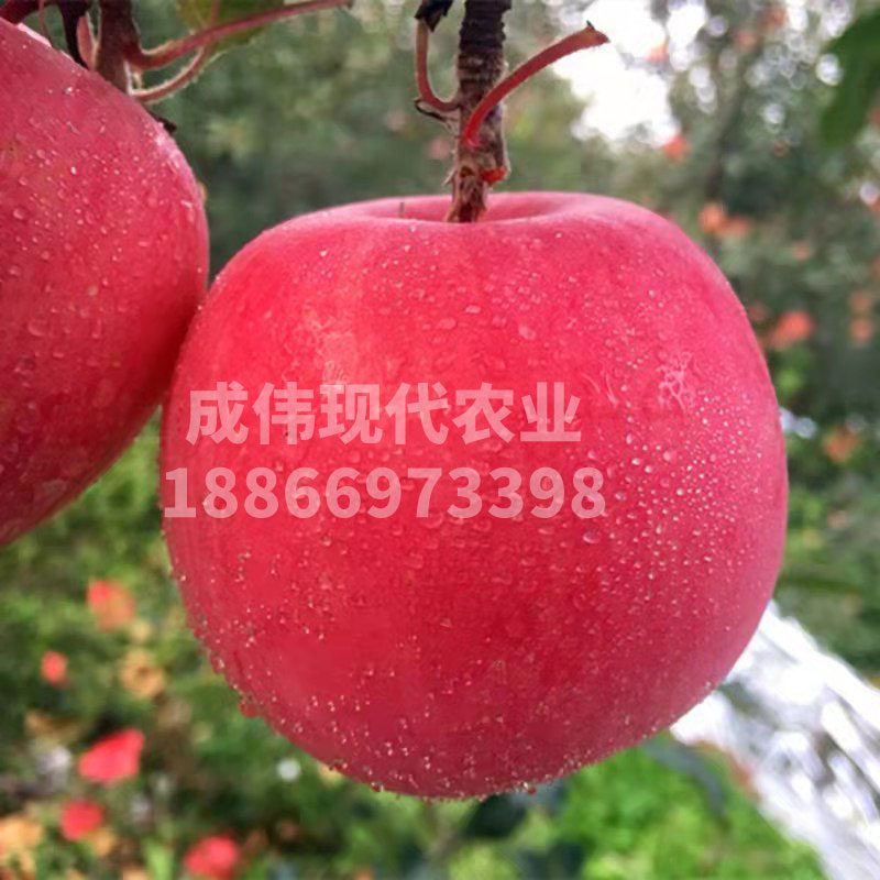 金香蘋果