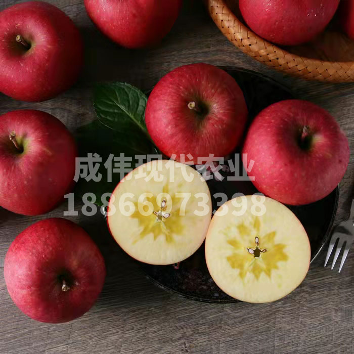 太陽蜜蘋果