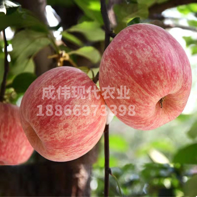 豔麗紅蘋果