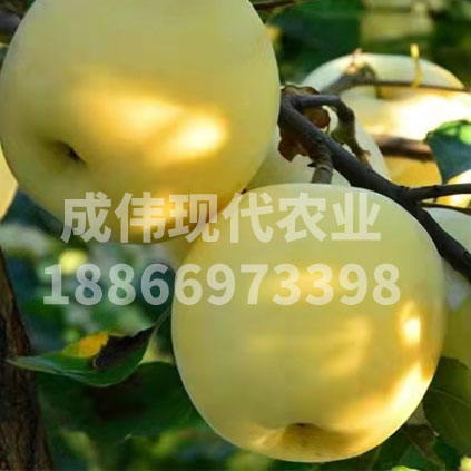 維納斯黃金蘋果