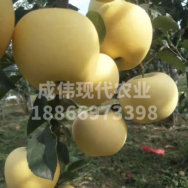 滿園香蘋果