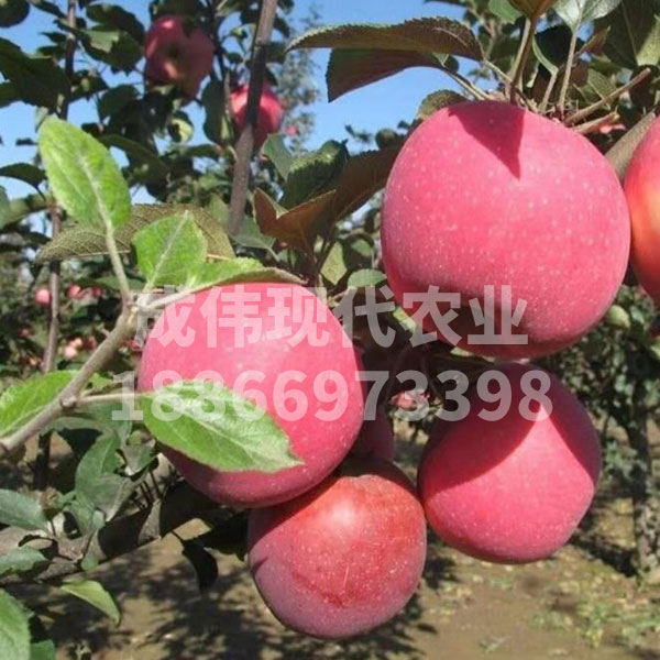 國慶紅蘋果