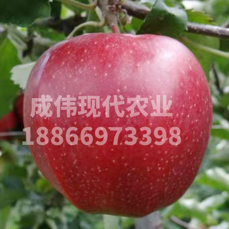 美人香蘋果