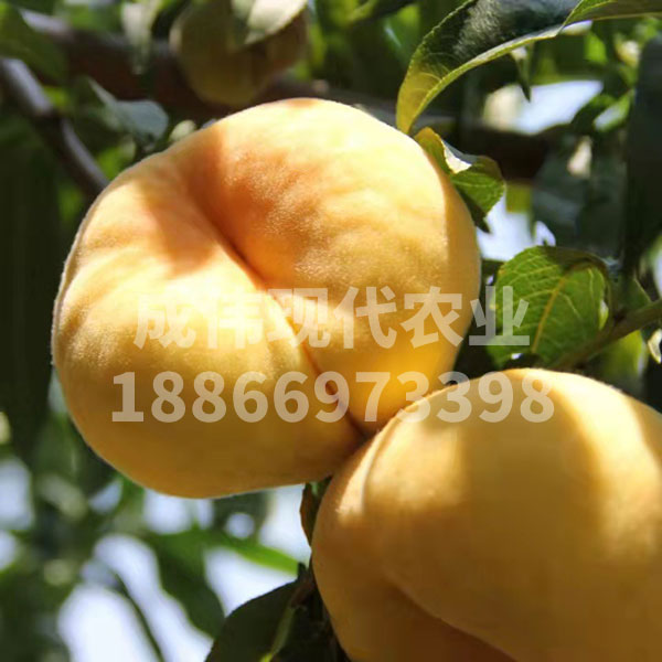 黃金毛蟠桃2號