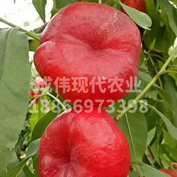 金蘋美油蟠桃
