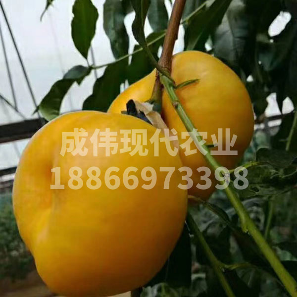 風味天後油蟠桃