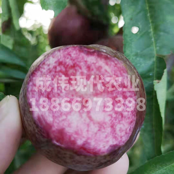 黑皇後油桃