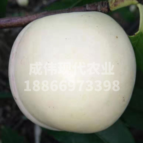 人參果白油桃