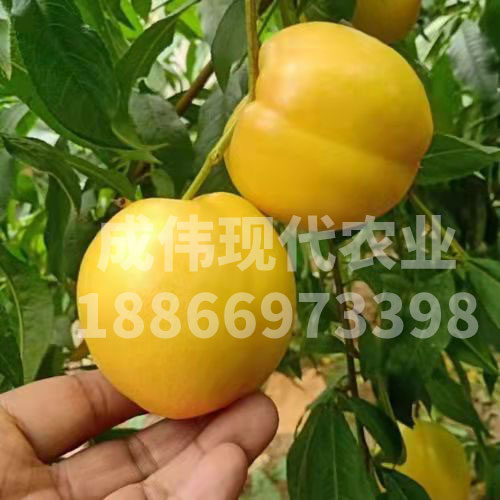 黃香蜜油桃2號
