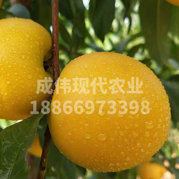 黃香蜜油桃1號