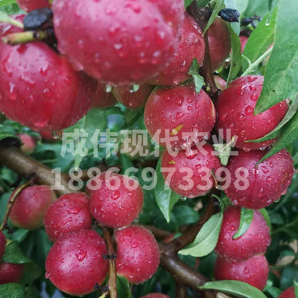 珍珠棗油桃