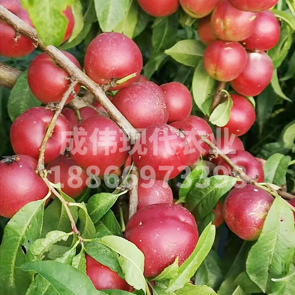 珍珠棗油桃0號