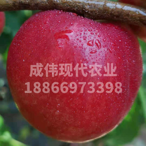 哪裏賣世紀之星油桃