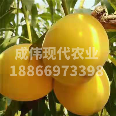 中秋黃金蜜桃
